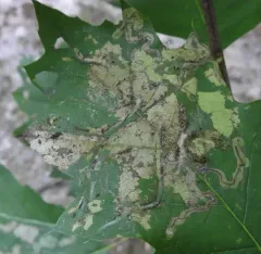 Stigmella quercipulchella thumbnail 3