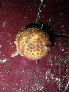 California puffball sponge thumbnail 4