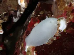 Freckled Dorid thumbnail 4