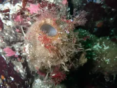 Boot Sponge thumbnail 3