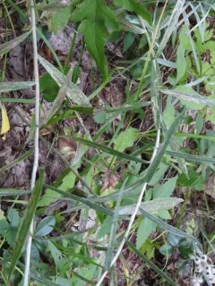 Liriomyza ptarmicae thumbnail 4