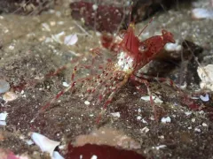 Roughpatch Shrimp thumbnail 3