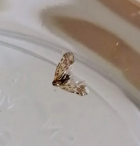 Cedusa maculata