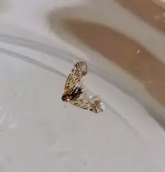 Cedusa maculata thumbnail 1