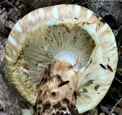 False Matsutake thumbnail 2