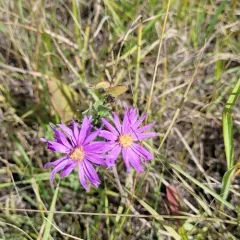 silky aster thumbnail 2