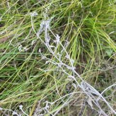 silvery scurfpea thumbnail 3