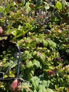 California barberry thumbnail 3