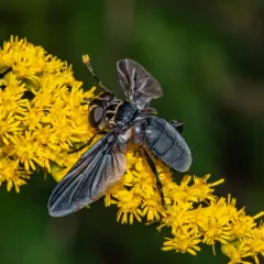 Trichopoda lanipes thumbnail 1