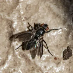 Smoky-winged Woodlouse Fly thumbnail 3