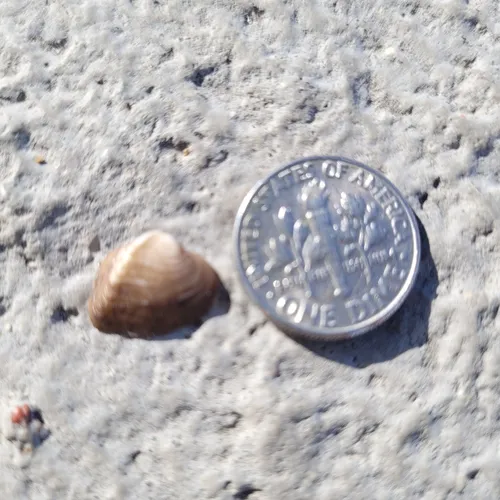 Deertoe Mussel