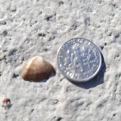 Deertoe Mussel thumbnail 1