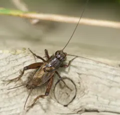 Striped Ground Cricket thumbnail 3