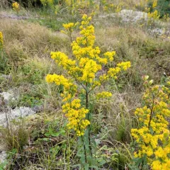 Downy Goldenrod thumbnail 4