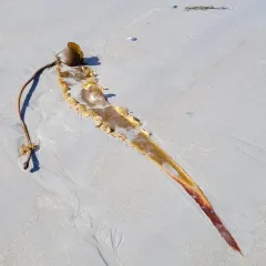 Sugar Kelp thumbnail 4