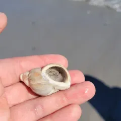 Common Whelk thumbnail 3