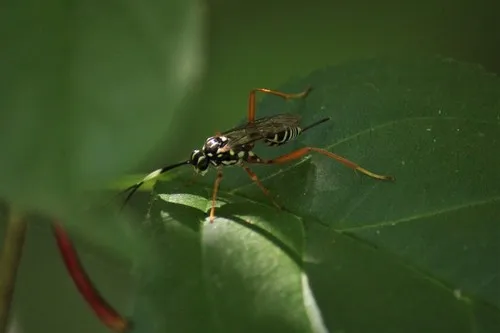 Baryceros texanus