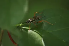 Baryceros texanus thumbnail 1