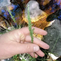 Blunt Mannagrass thumbnail 1