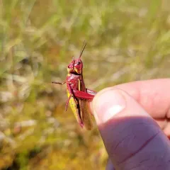 Striped Sedge Grasshopper thumbnail 2