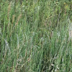 smooth horsetail thumbnail 4