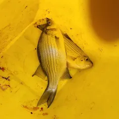 White Bass thumbnail 3