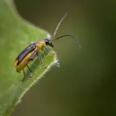 Western Corn Rootworm thumbnail 3
