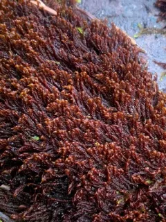Rusty Hook-moss thumbnail 2