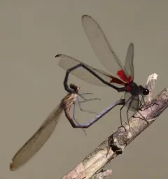 Smoky Rubyspot thumbnail 3