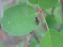 Thevenet's Click Beetle thumbnail 2