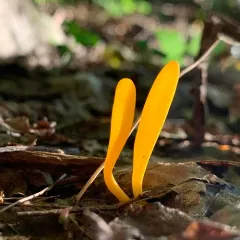 orange earthtongue thumbnail 4