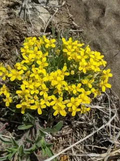 Physaria pycnantha thumbnail 3