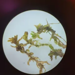 Flat-leaved Bog-moss thumbnail 2