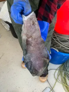 Variegated snailfish thumbnail 2