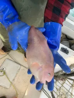Careproctus scottae thumbnail 2