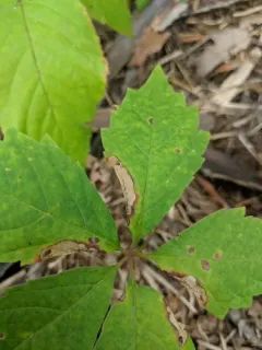 Aspilanta viticordifoliella thumbnail 3