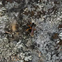 Pimpla pedalis thumbnail 2