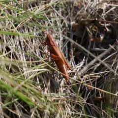 Graceful Sedge Grasshopper thumbnail 2