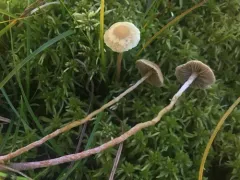sphagnum brownie thumbnail 1