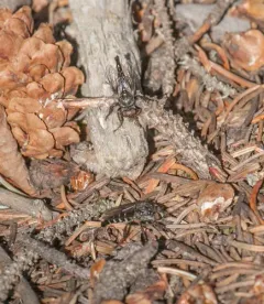 Cyrtopogon glarealis thumbnail 2