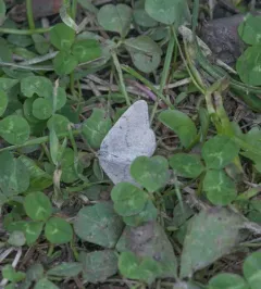Macaria simplex thumbnail 1