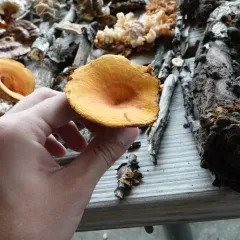 Weeping Milk Cap thumbnail 3