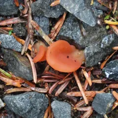 Apricot Jelly thumbnail 3
