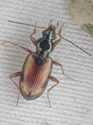 Bembidion petrosum
