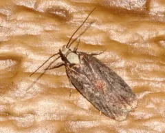 Yarrow Webworm thumbnail 3