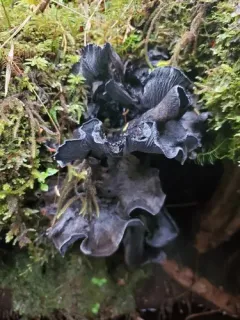 Polyozellus purpureoniger thumbnail 1