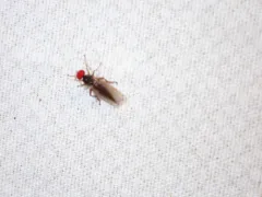 Syneches hyalinus thumbnail 4