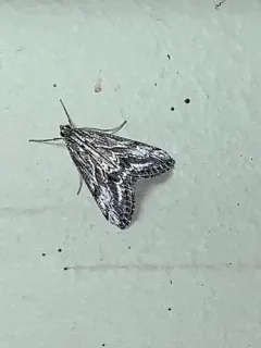 Evergestis simulatilis thumbnail 4