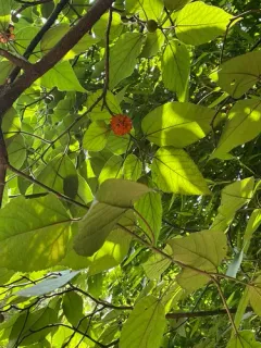 Paper mulberry thumbnail 4