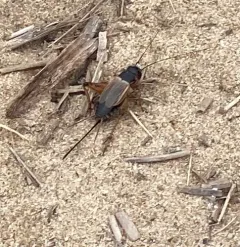 Sand Field Cricket thumbnail 4